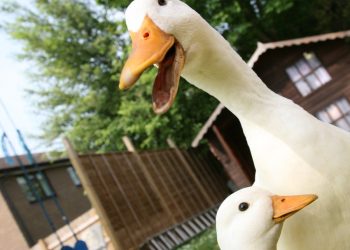 Complètement piqués !