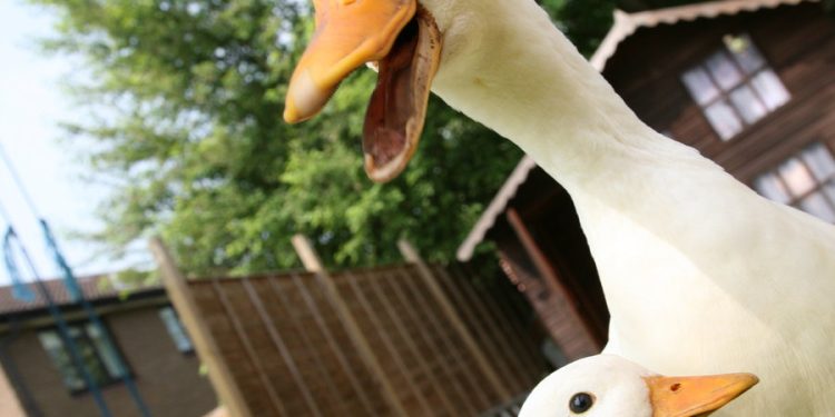 Complètement piqués !