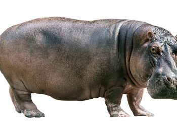 Du mamouth et autres pachydermes…