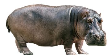 Du mamouth et autres pachydermes…