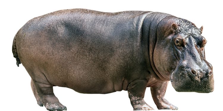 Du mamouth et autres pachydermes…