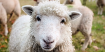 ARCOM… par hasard.