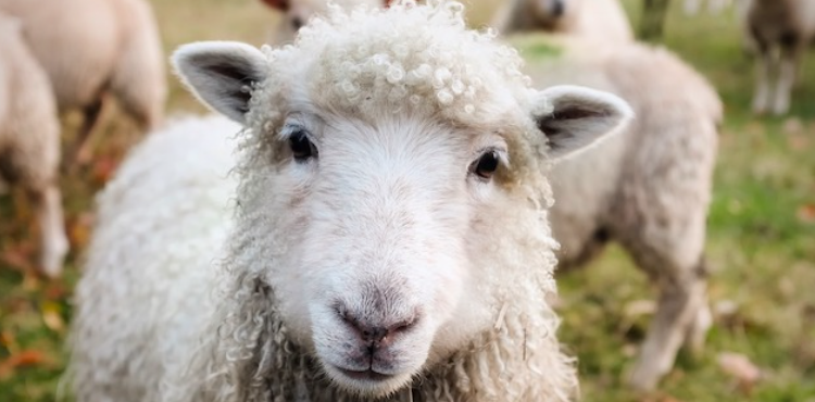 ARCOM… par hasard.